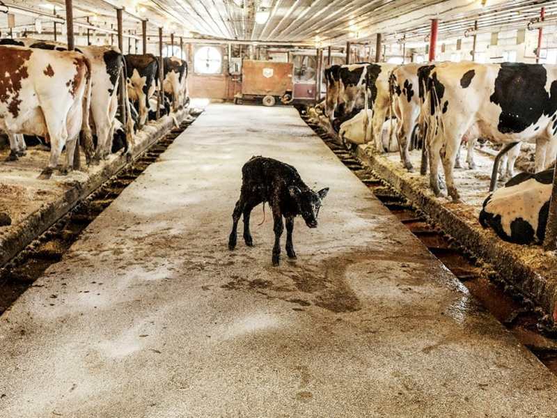 White Lie: The Odious Secret of Dairy Industry